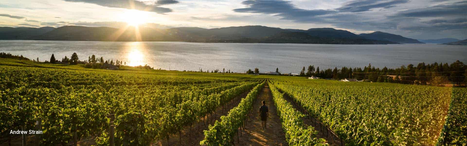 Vineyards in the Okanagan Wine Region